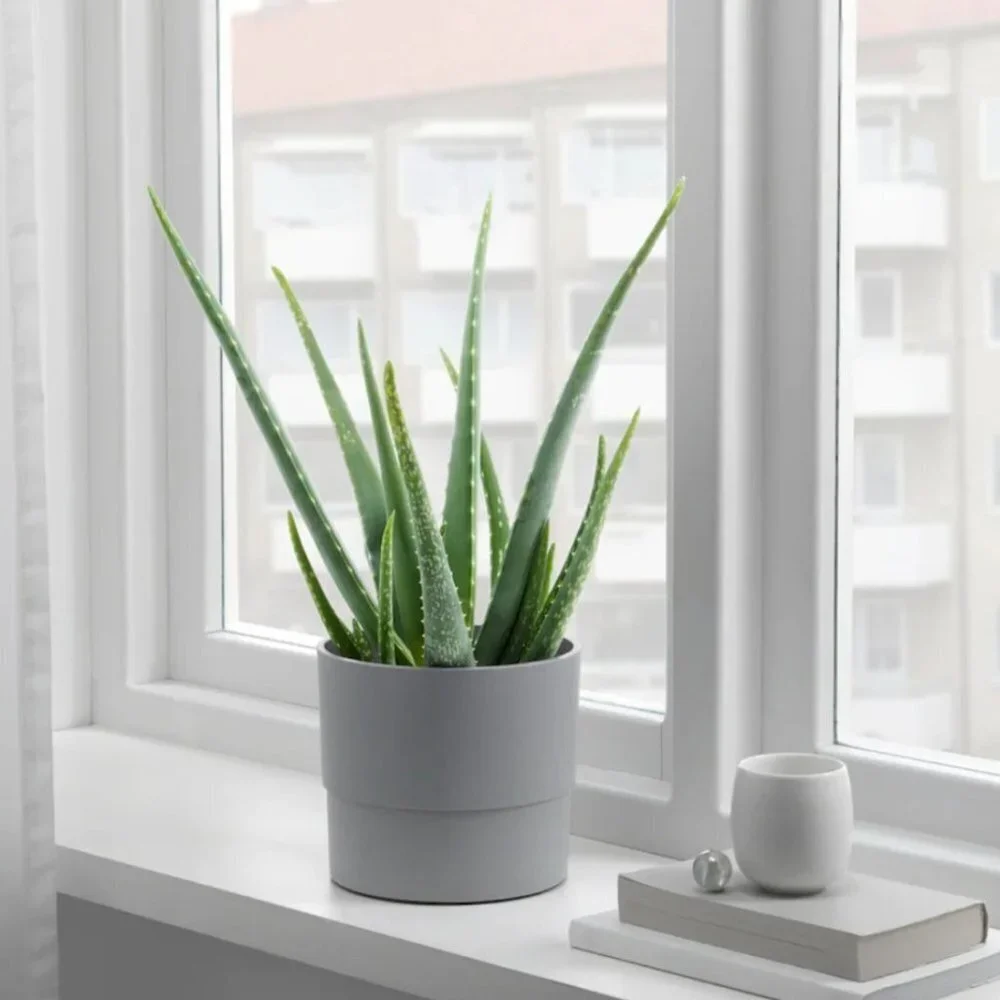 Ikea Nypon Gray Plant Pot